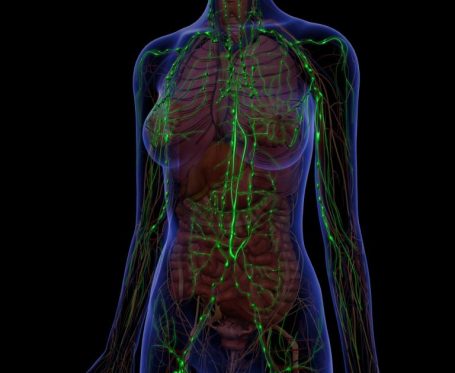 Anatomie Lymphsystem im Körper